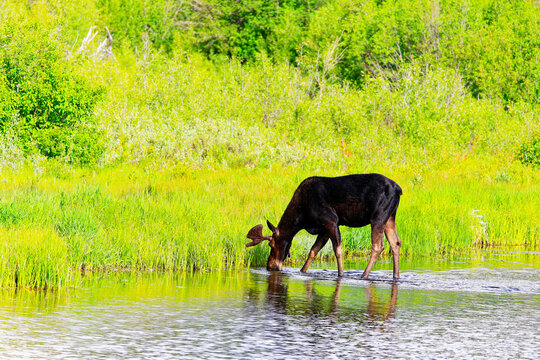 Bull Moose Drinking in a Lush Green Wetland