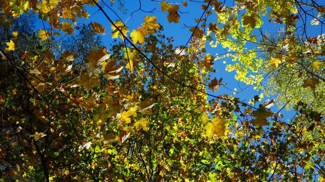 Yellow and green maple leaves flutter on overhead branches, with layered tree crowns and blue sky visible through the sunlit canopy.