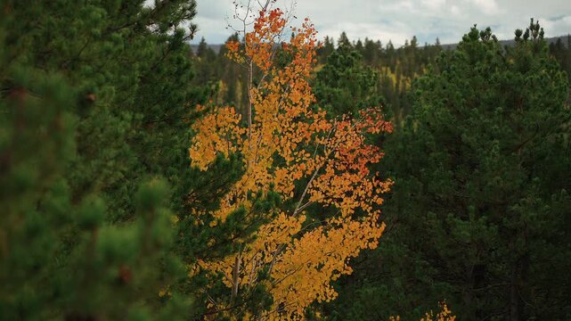 Lone golden aspen among dark green pines in slow motion, Uinta Mountains Utah