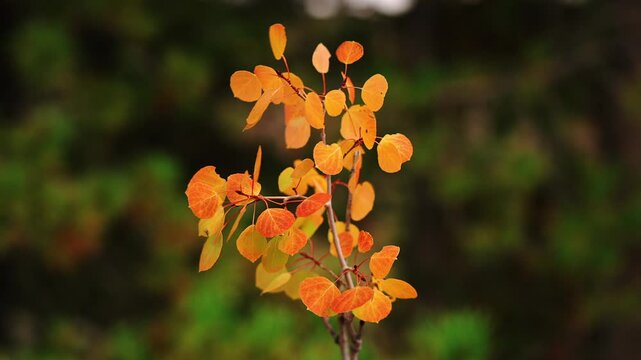 Young aspen sapling with orange leaves on a dark green background, slow motion