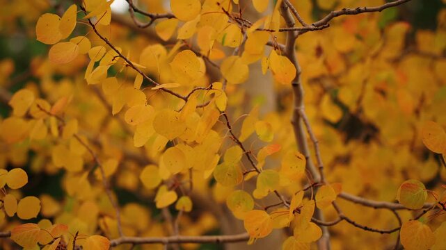 Golden aspen leaves on branches fluttering in slow motion, close up, Utah