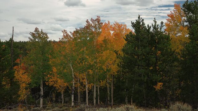 White aspen trunks with green, yellow and orange leaves moving in the wind, Utah