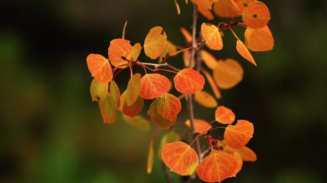 Orange aspen leaves on red stems fluttering in slow motion, close up, Utah