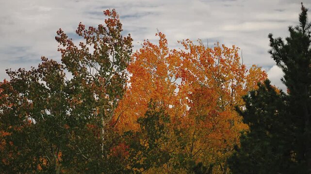 Orange and green aspen treetops swaying against cloudy sky in slow motion, Utah