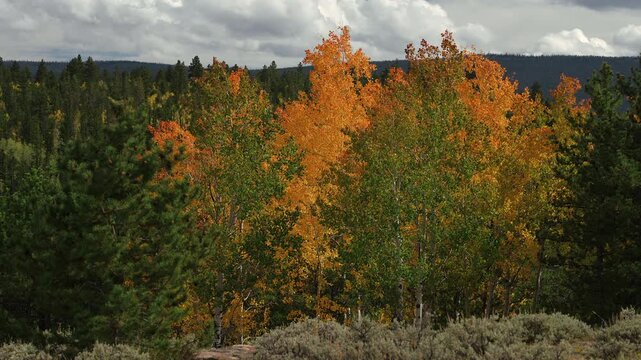 Dense aspen grove turning yellow and green, leaves rustling in slow motion, Utah