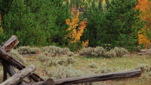 Orange aspen among dark pines behind a blurred log fence in slow motion, Utah