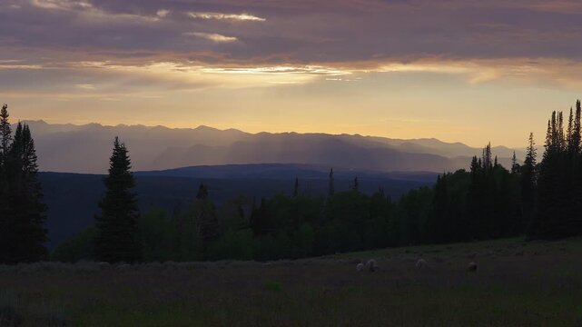 Sheep graze among violet wildflowers below ridges at sunset, time lapse, Utah