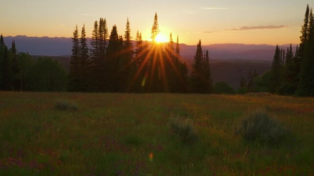 Sunset starburst through evergreens above violet wildflowers, time lapse, Utah