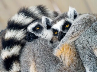 Close-up photo of a group of lemurs sitting on a branch, cuddling and getting ready to sleep. © TOMASZ
