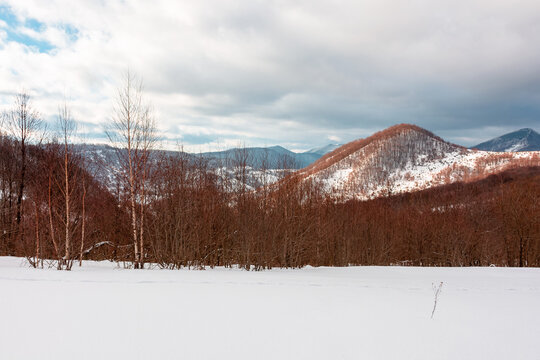 snowy meadow in birch forest. location of Uzhanian national park Ukraine, frozen in winter. beautiful nature landscape in Carpathian mountains. alpine wilderness background