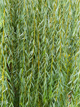 Willow tree hanging branches green leaves nature background texture pattern foliage weeping willow closeup spring summer park