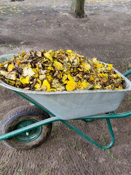 Wheelbarrow full fallen autumn leaves yellow brown garden cleanup park yard work season raking outdoor tree ground