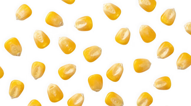 Scattered raw yellow corn kernels isolated on transparent background