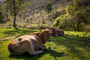 Two Cows Resting in a Grassy Field © lleandralacuerva