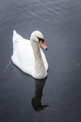 beautiful white swan swimming in a pond against the backdrop of green nature on a summer day  © ketrin