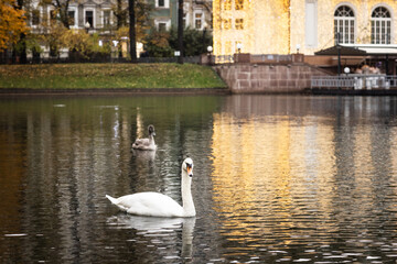 beautiful white swan swimming in a pond against the backdrop of green nature on a summer day  © ketrin