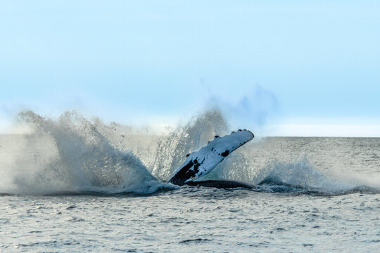 A humpback whale slaps its long pectoral fin against the ocean surface, creating a massive spray of water off the coast of Brier Island, Nova Scotia