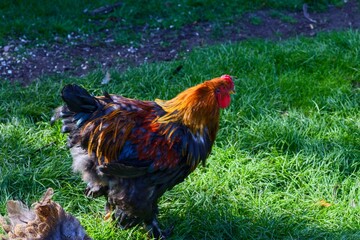 Colorful rooster standing on green grass field in farmyard © CS Media