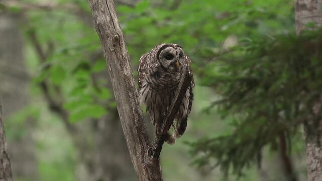 A barred owl hooting in a forest 