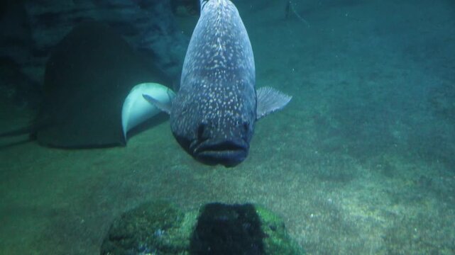 Indo-Pacific giant grouper (also known as the giant grouper or brindle bass, Epinephelus lanceolatus) in a large aquarium.