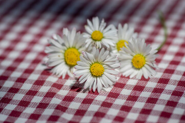 Common daisy Bellis perennis flowers on red gingham tablecloth © Iva