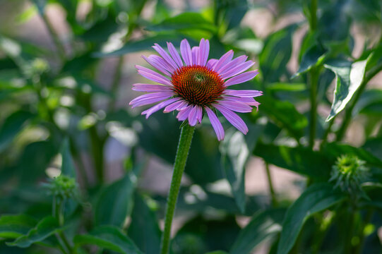 Echinacea purpurea purple white coneflowers flowering plants, group of ornamental medicinal hedgehogs flower in bloom