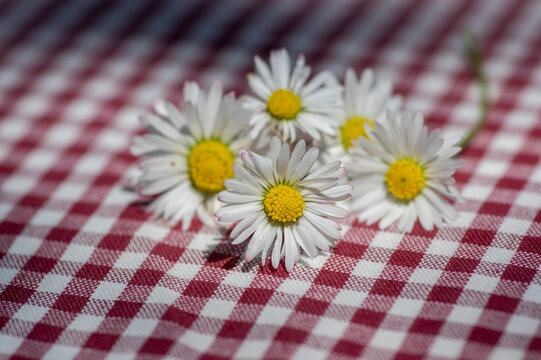 Common daisy Bellis perennis flowers on red gingham tablecloth