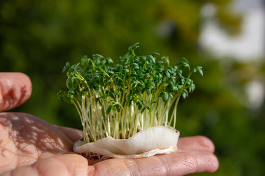 Fresh green cress microgreens growing on a moist pad, held in an open human hand outdoors with natural light