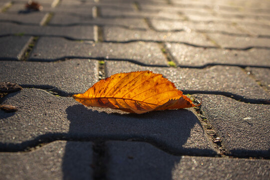 Golden autumn leaf lying on cobblestone pavement illuminated by warm sunlight