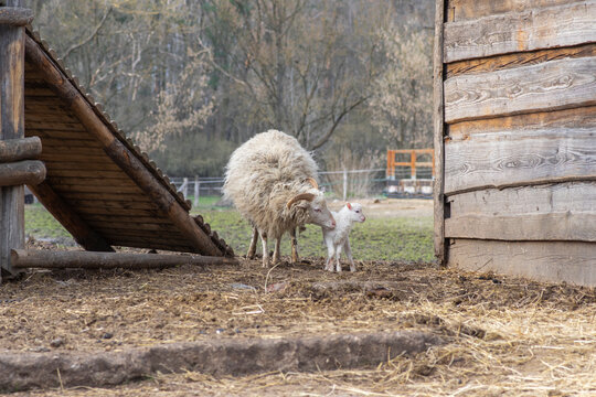 Mother sheep with newborn lamb in a rustic farm setting