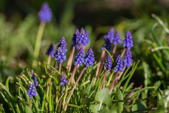 Muscari armeniacum ornamental springtime flowers in bloom, Armenian grape hyacinth flowering blue plants in the garden
