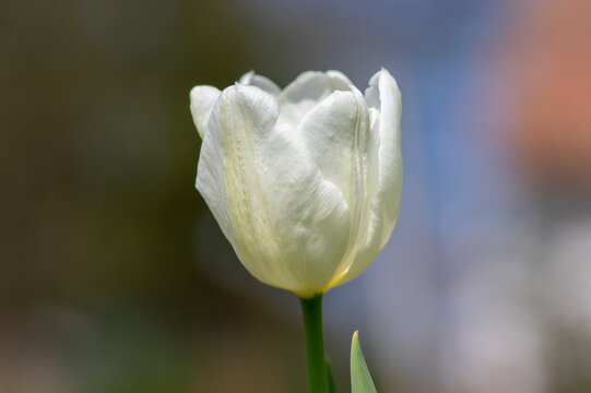 White color country Darwin tulips in bloom, bouquet of springtime flowering plants in the ornamental garden