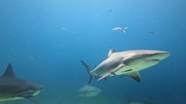 Bull sharks swimming close to camera, showing its powerful body and remora fish attached, sharks and small fish visible in the clear blue tropical ocean water during a feeding event, Fiji islands