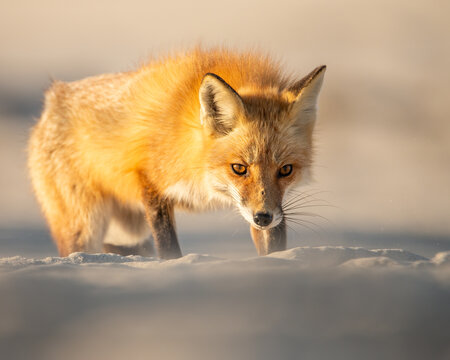 Beautiful red fox with yellow eyes and fluffy orange fur in the snow