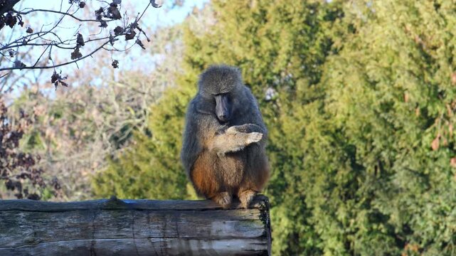 Anubis baboon (Papio anubis), also known as the olive baboon, sitting on a log against a background of green trees.