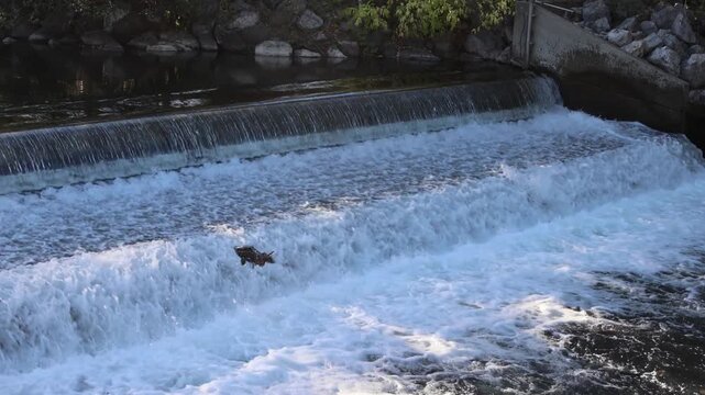 Chinook salmon (Oncorhynchus tshawytscha) leap at the cascading weir on Battle Creek at Coleman National Fish Hatchery near Anderson, Shasta County, California.