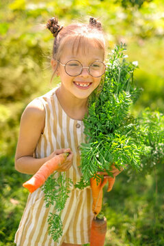 A funny girl in glasses picked fresh carrots from the vegetable garden. Healthy food rich in vitamins and minerals. Autumn harvest.