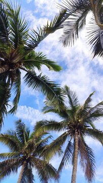 Upward view of tall palm trees with fronds against blue sky and scattered clouds