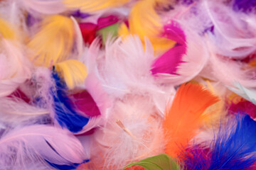 Colorful feather background, top view. © Nikolay