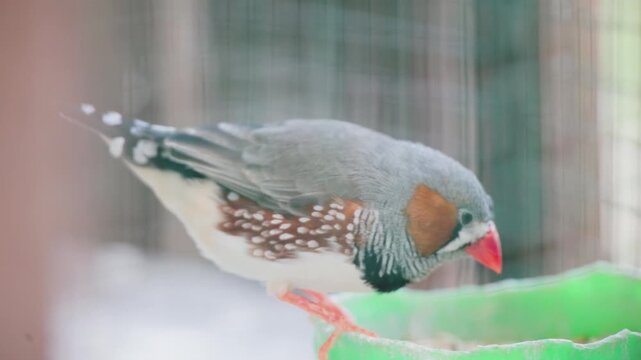 Small male zebra finch with vibrant plumage eating seeds from a green feeder. This colorful bird has an orange beak and patterned feathers