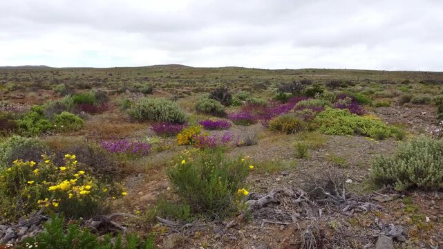 Desierto Florido 2026 en Atacama, flores en el desierto m&aacute;s &aacute;rido del mundo.
