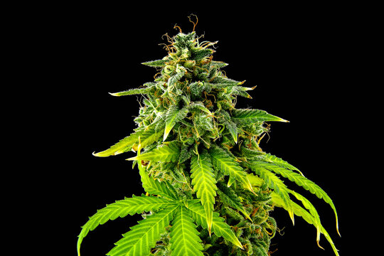 Flowering Mimosa Evo autoflowering cannabis plant bud with trichomes and green leaves isolated on black background, medical marijuana cultivation concept