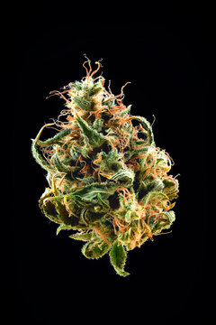 Dried Mimosa Evo autoflowering cannabis bud with orange pistils and trichomes isolated on black background, premium medical marijuana strain macro shot
