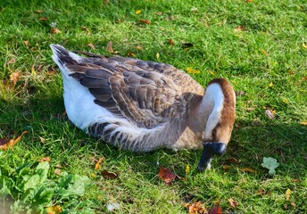 Domestic swan goose resting on green grass field with autumn leaves © CS Media