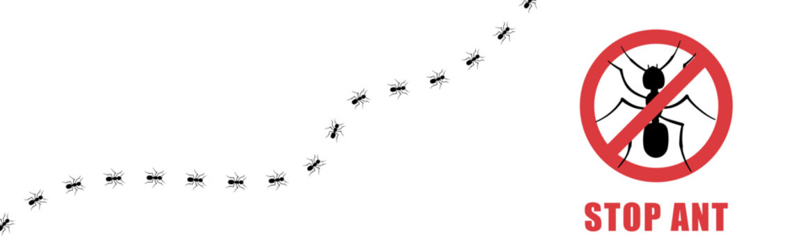 Ant trail. Small ants in row on path or road. Pest control team by inspection and fumigation against contamination. Vector illustration.