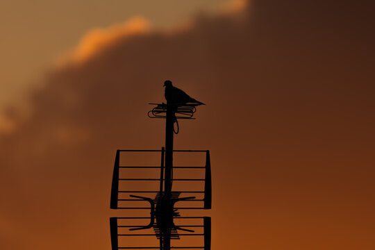 Pigeon sur une antenne devant un sublime coucher de soleil