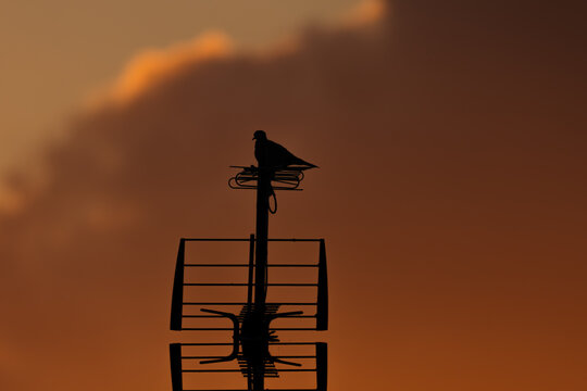Pigeon sur une antenne devant un sublime coucher de soleil