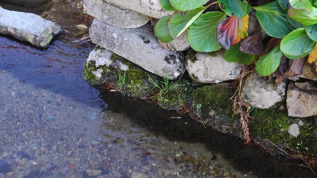 autumn garden with red leaves and stream.