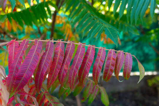 Close-up of a staghorn sumac (Rhus typhina) compound leaf turning vivid crimson and magenta during autumn. Long serrated leaflets show prominent veins against a soft green background, highlighting sea