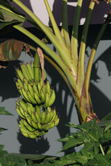 Bunch of unripe green bananas hanging on a banana tree in a tropical garden © Rifat22